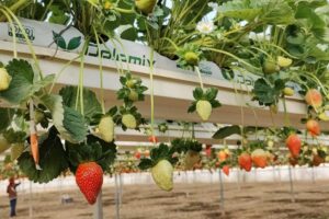 Beneficios de los sustratos de Pelemix para el cultivo de la fresa